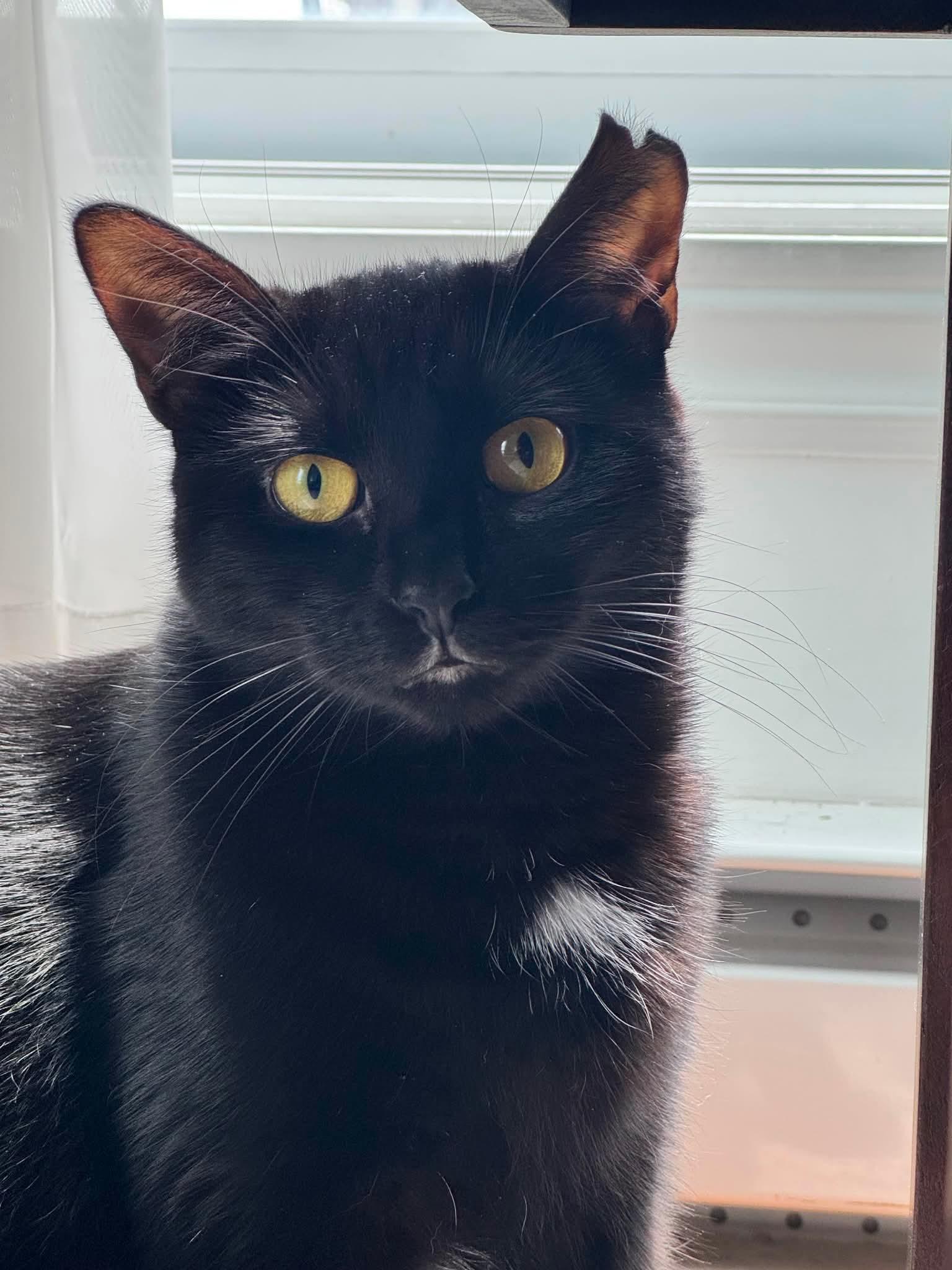 Leila, Adoptable, Young Female Domestic Short Hair.