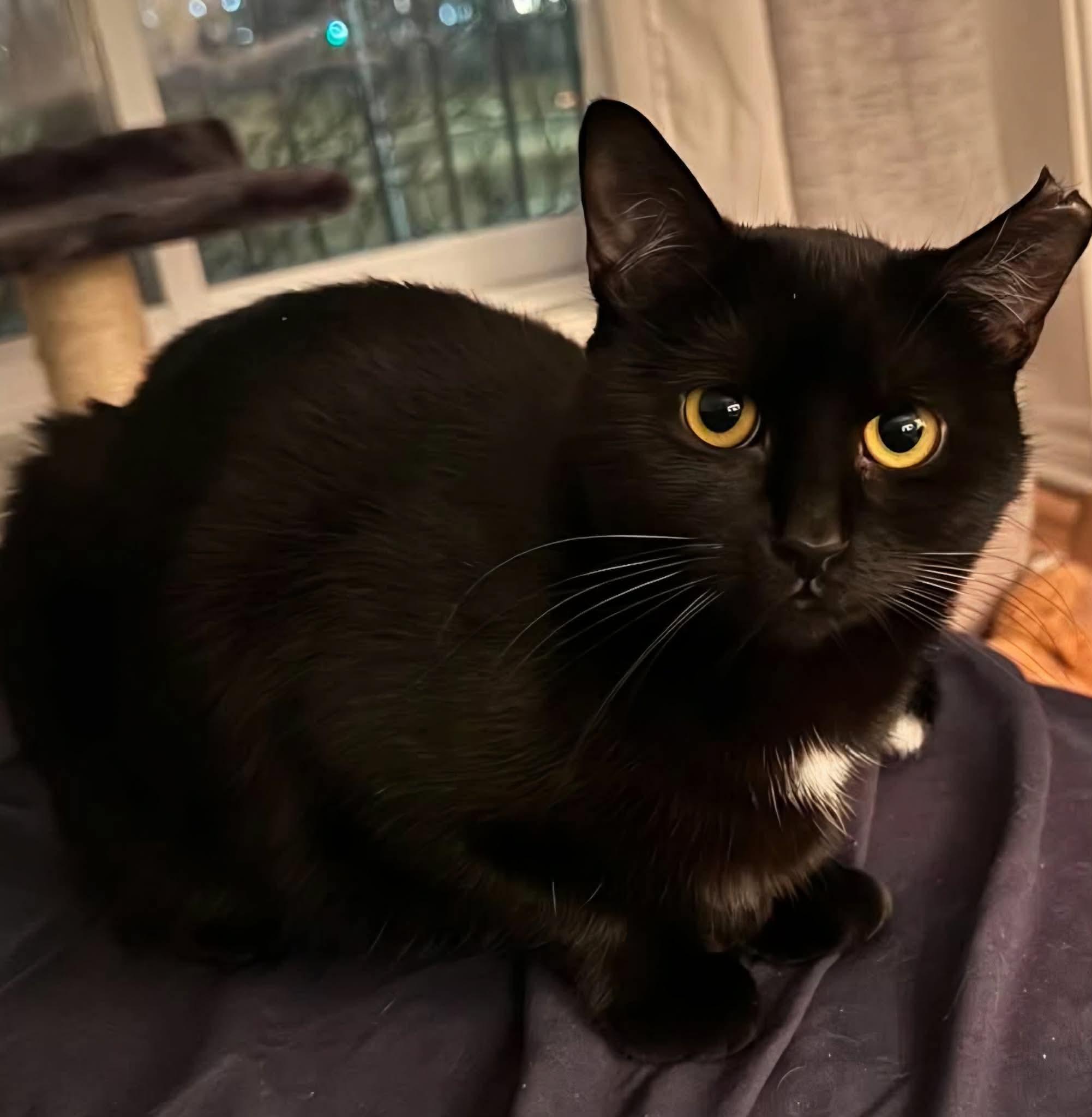 Leila, a Adoptable Domestic Short Hair in Terrebonne, QC image 3/5