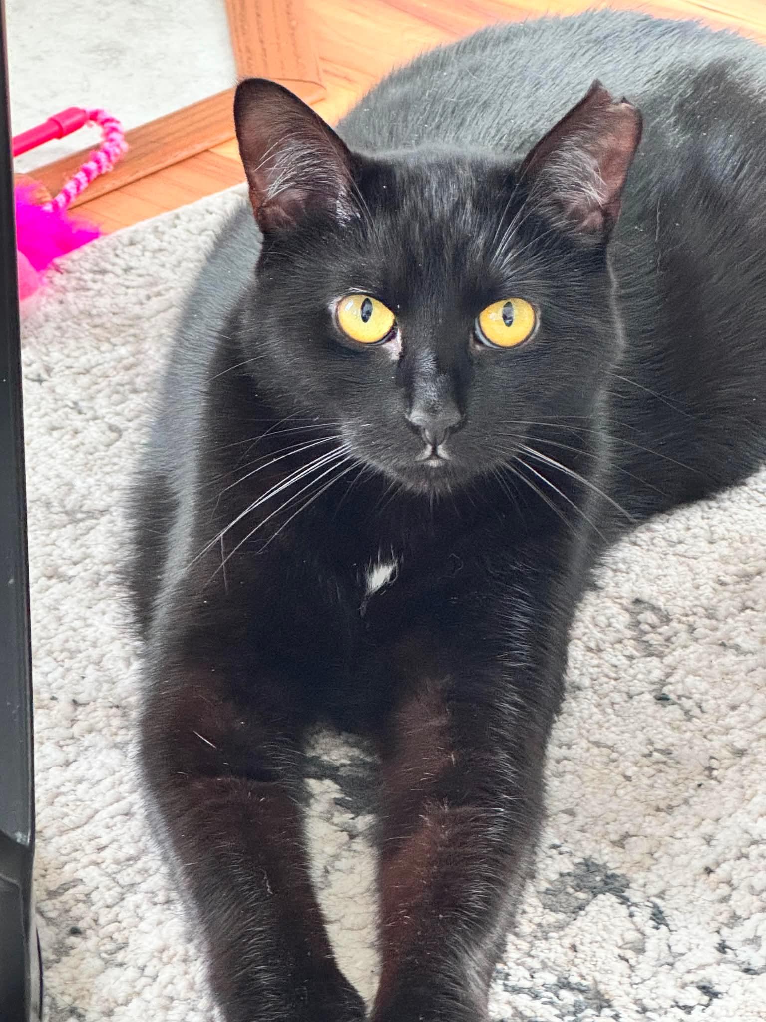 Leila, Adoptable, Young Female Domestic Short Hair.