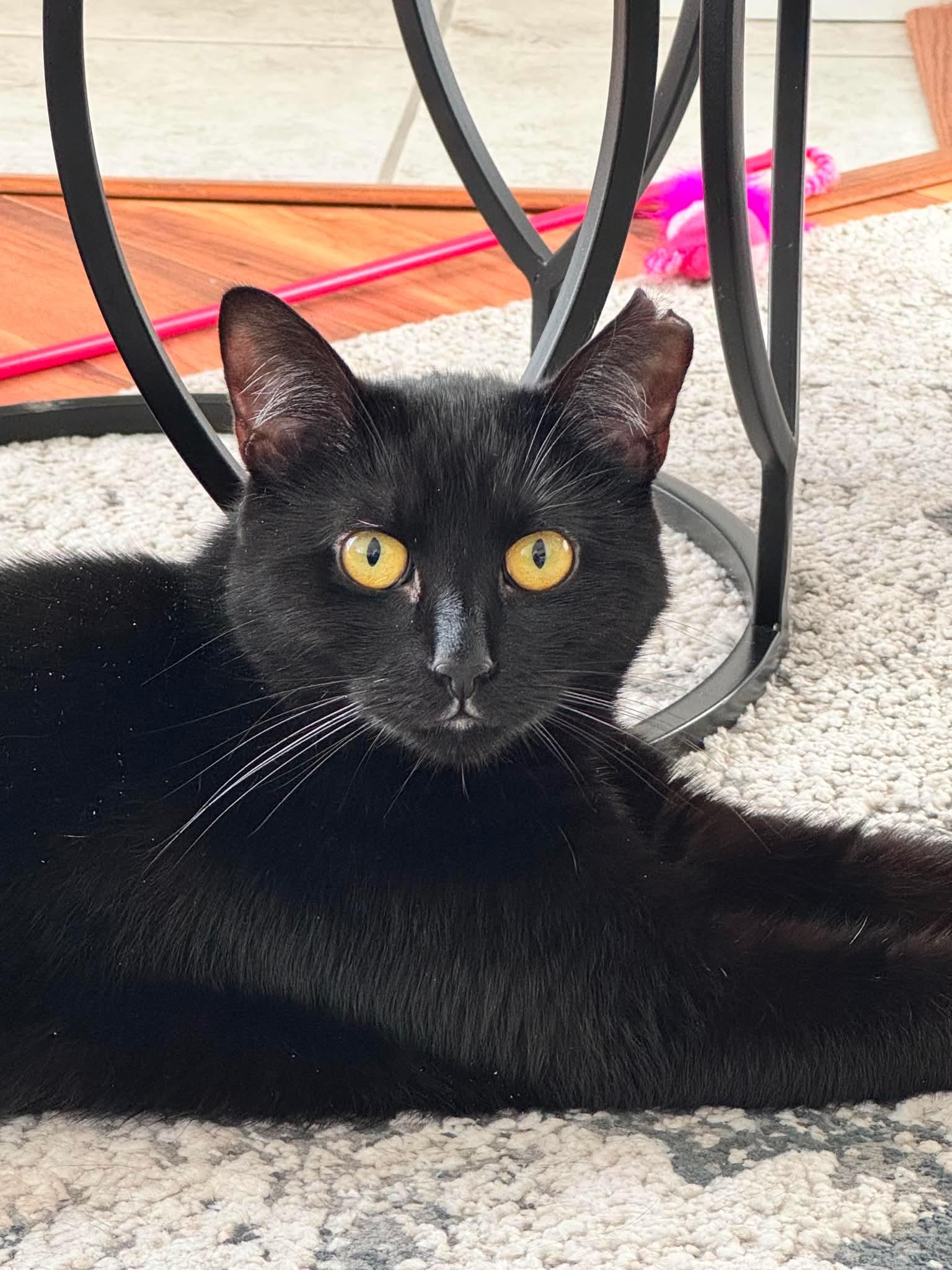 Leila, a Adoptable Domestic Short Hair in Terrebonne, QC image 5/6