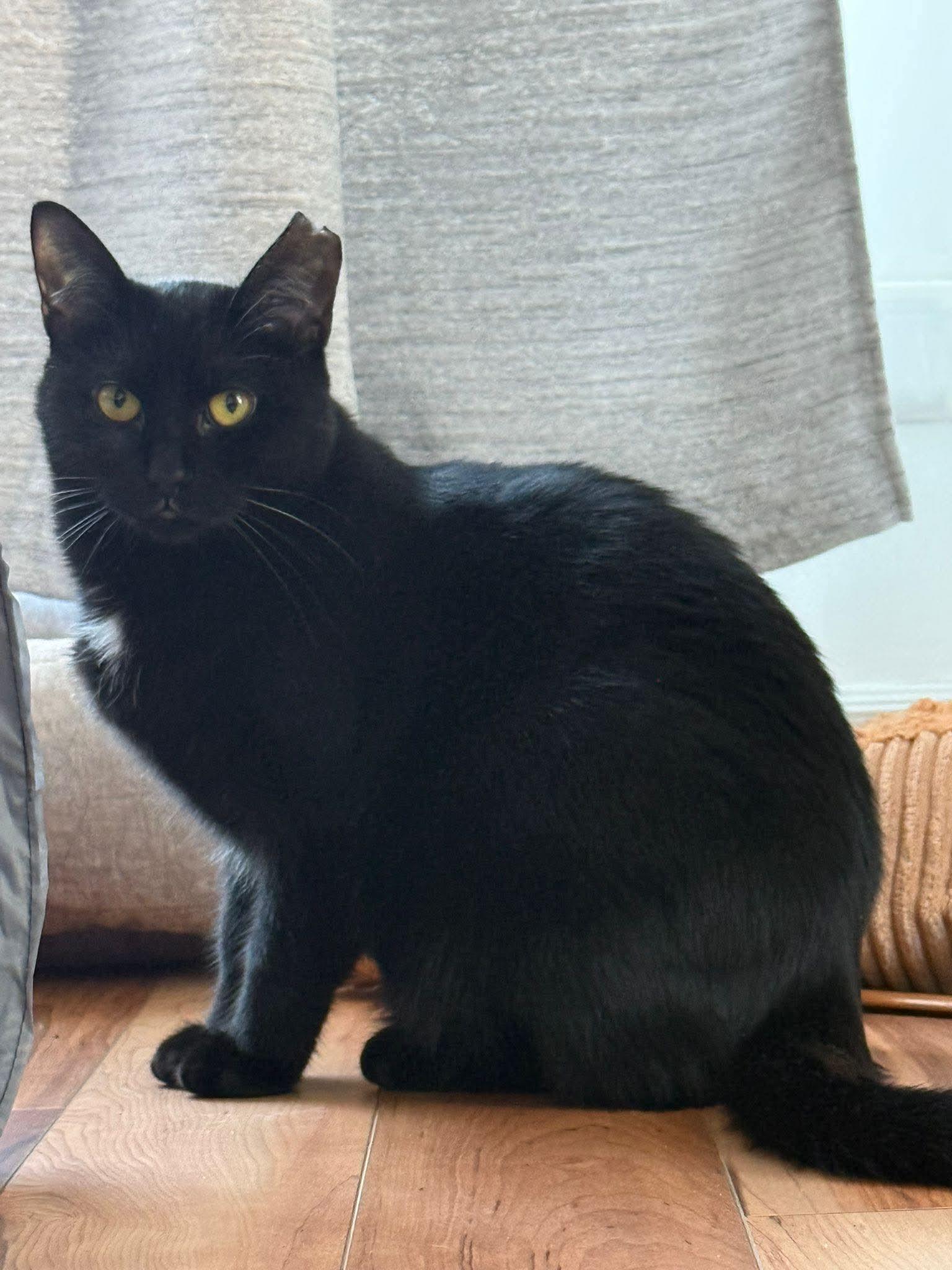 Leila, a Adoptable Domestic Short Hair in Terrebonne, QC image 5/5