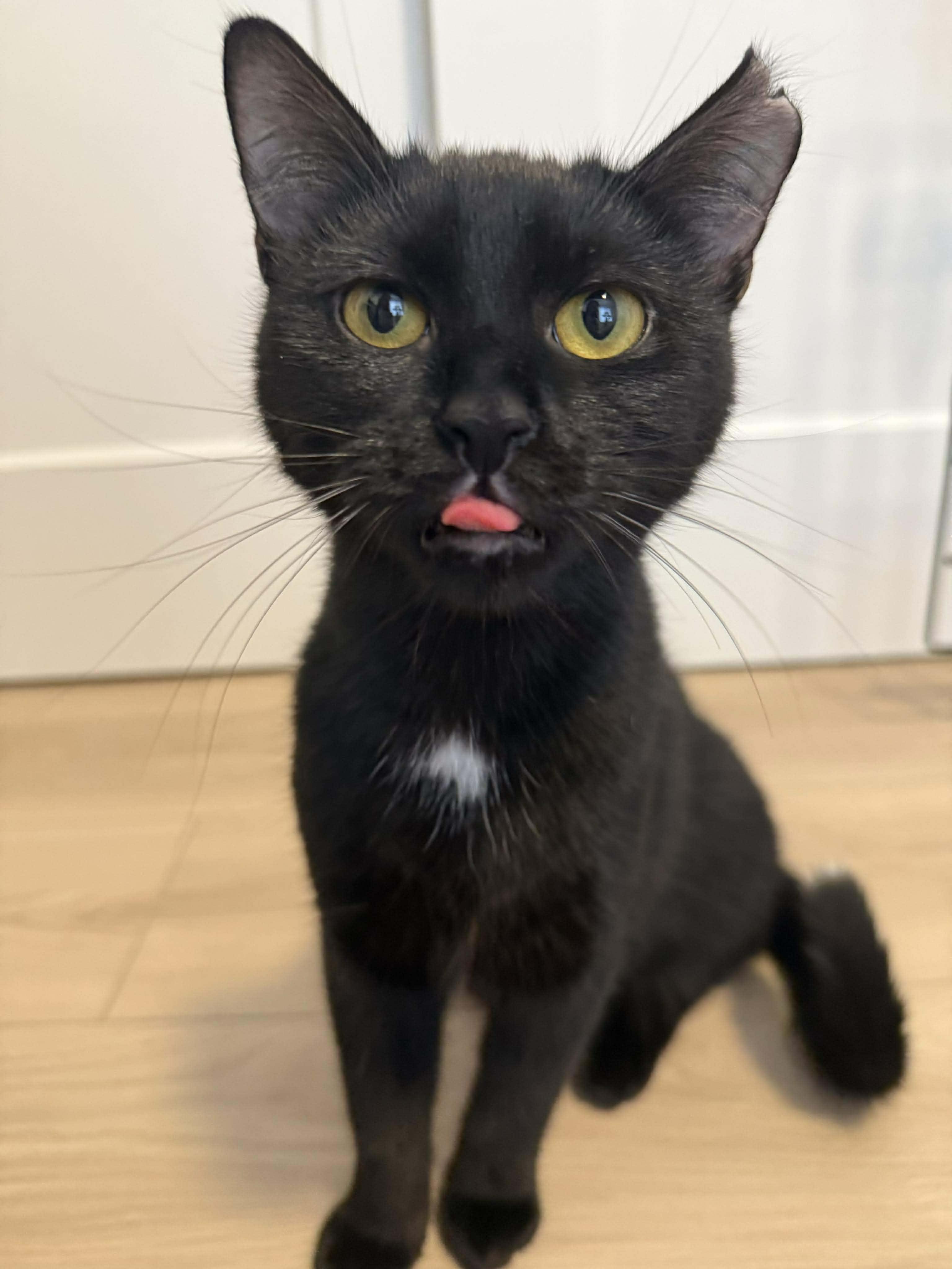 Leila, a Adoptable Domestic Short Hair in Terrebonne, QC image 5/6