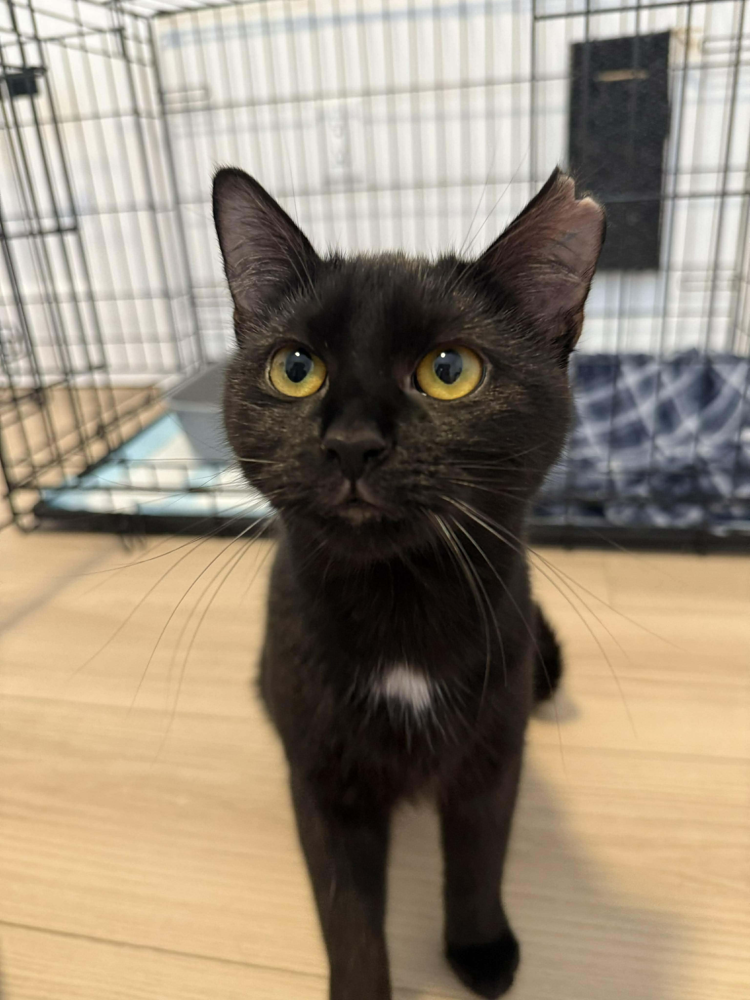 Leila, Adoptable, Young Female Domestic Short Hair.