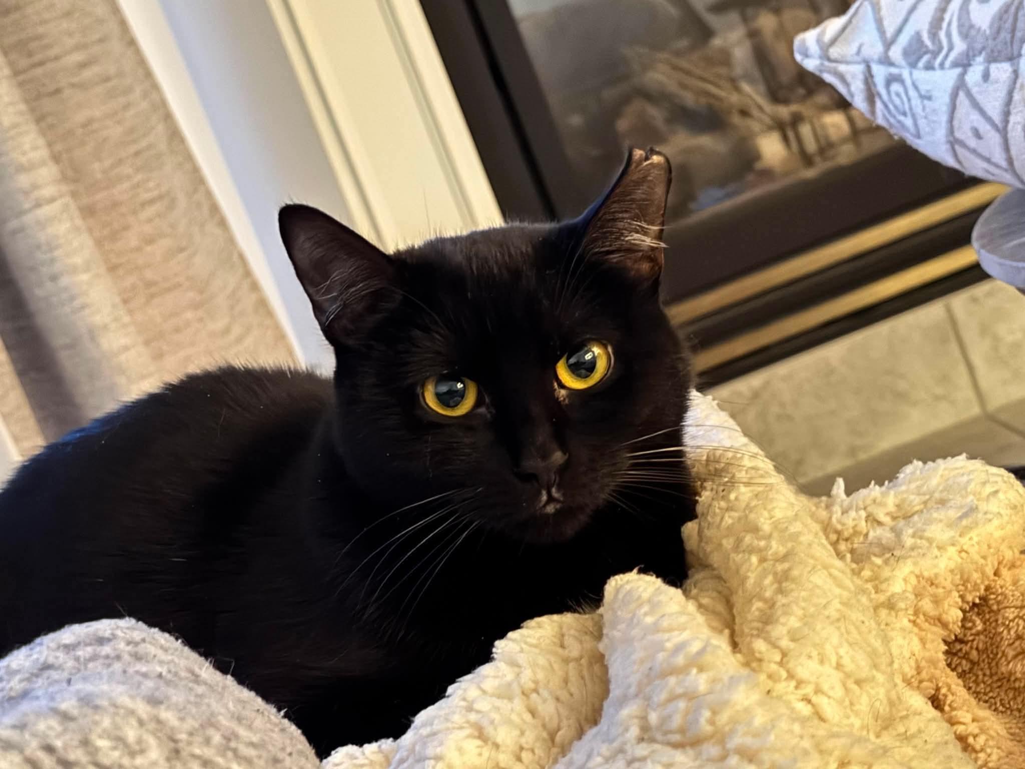 Leila, a Adoptable Domestic Short Hair in Terrebonne, QC image 4/5