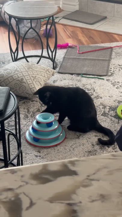 Enlarge Leila, a Adoptable Domestic Short Hair in Terrebonne, QC video 6/6