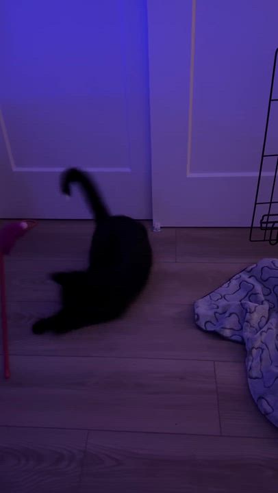 Enlarge Leila, a Adoptable Domestic Short Hair in Terrebonne, QC video 6/6