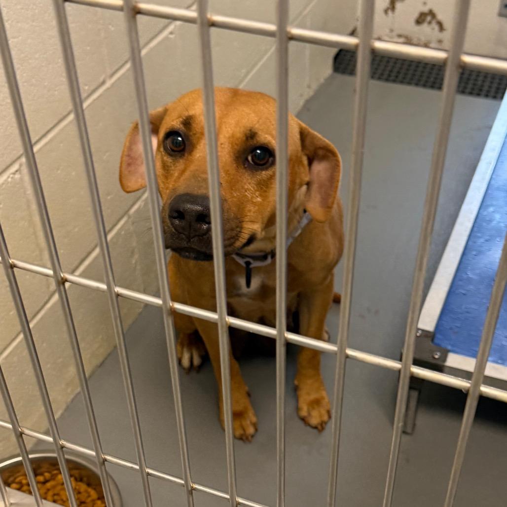Baby Ruth, a Adoptable mixed breed in Marshall, TX image 1/6