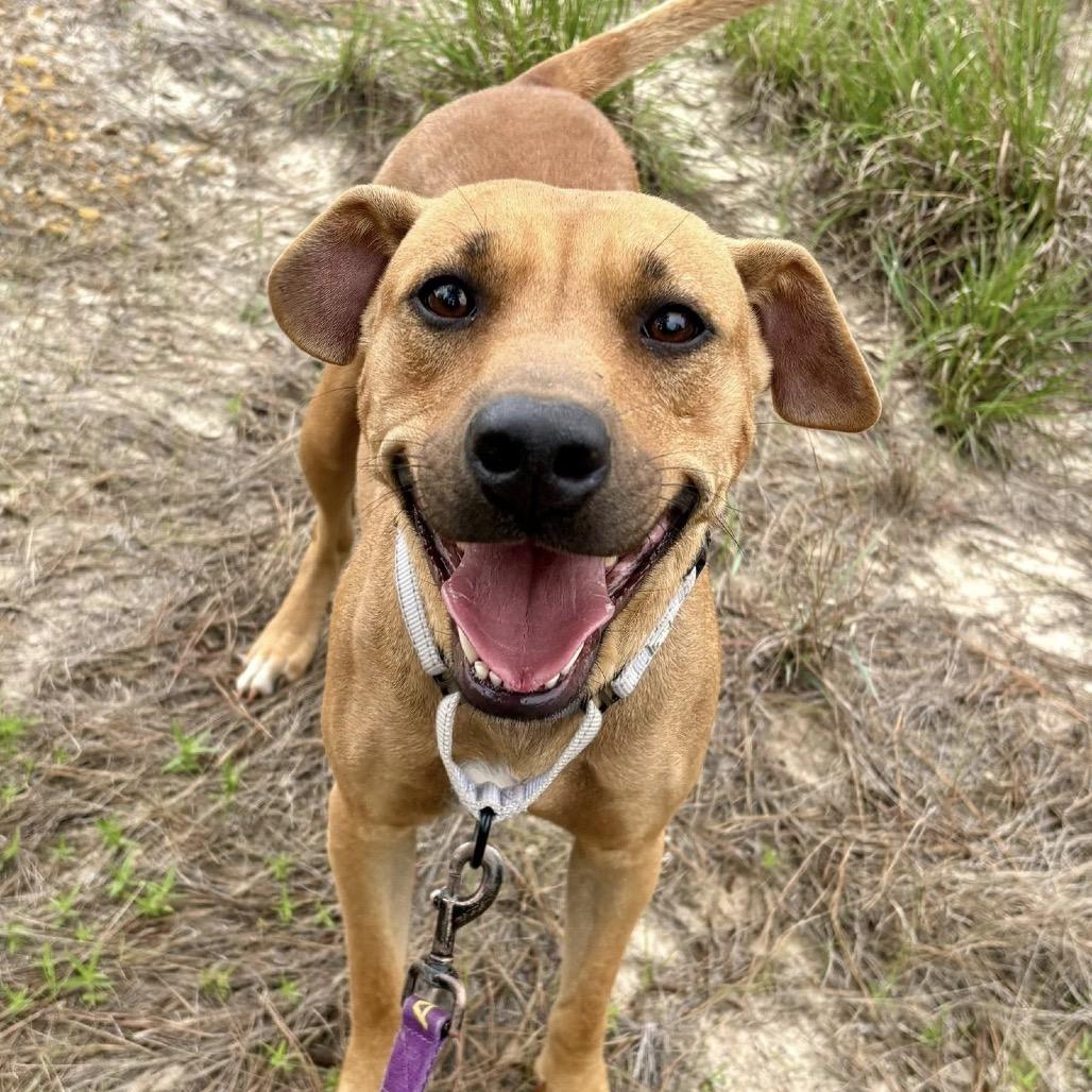 Baby Ruth, a Adoptable mixed breed in Marshall, TX image 2/6