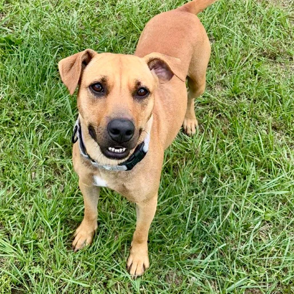 Baby Ruth, a Adoptable mixed breed in Marshall, TX image 3/6