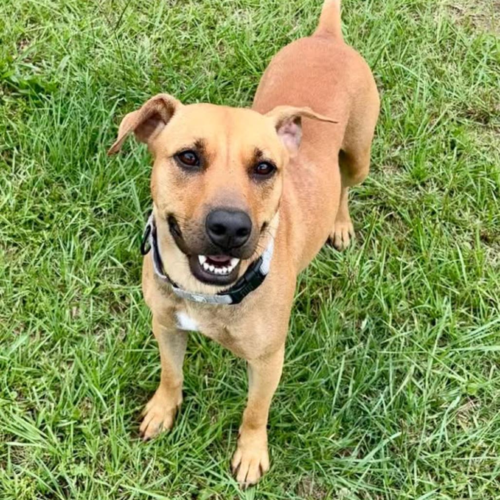 Baby Ruth, a Adoptable mixed breed in Marshall, TX image 4/6