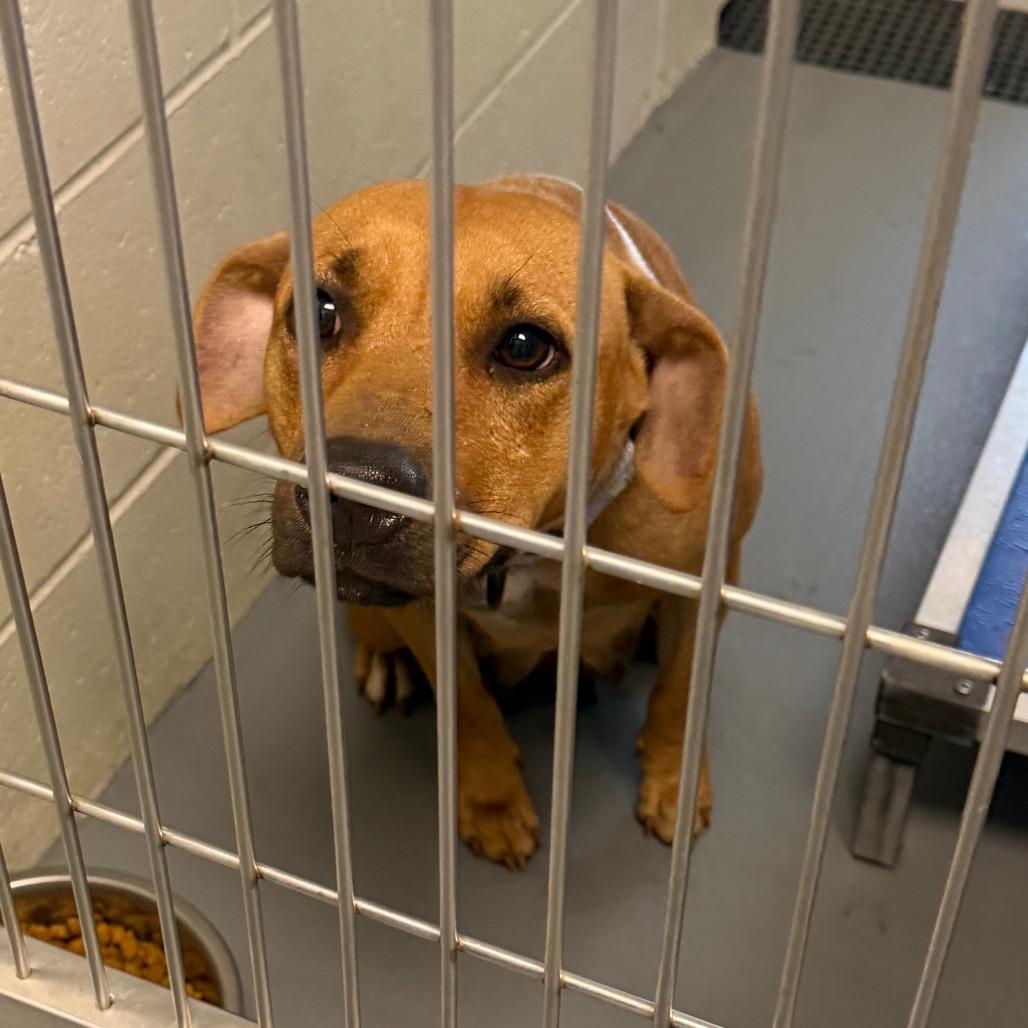 Baby Ruth, a Adoptable mixed breed in Marshall, TX image 5/6