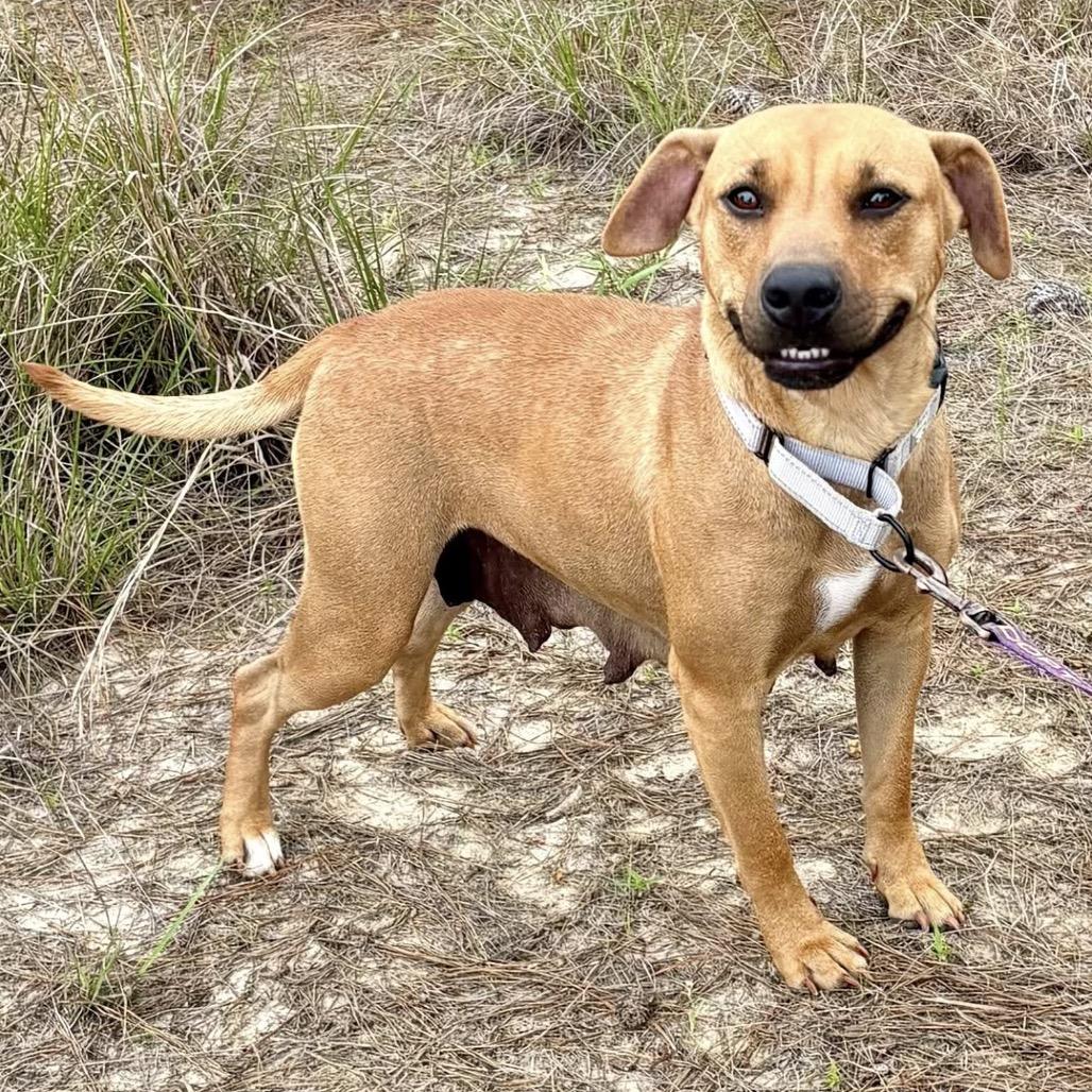 Baby Ruth, a Adoptable mixed breed in Marshall, TX image 6/6