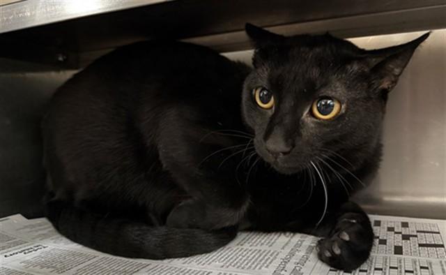 Enlarge GEM, a Adoptable Domestic Short Hair in Aurora, IL image 1/1