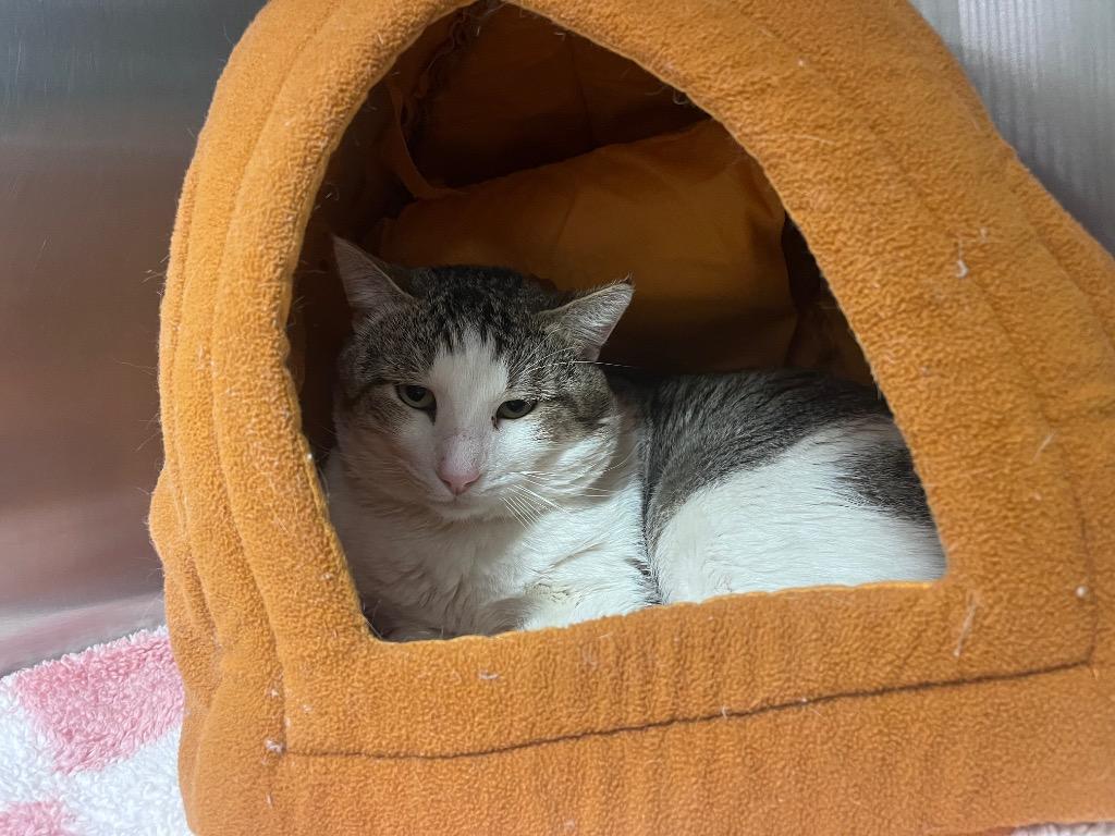 Judah, Adoptable, Adult Male Domestic Long Hair.