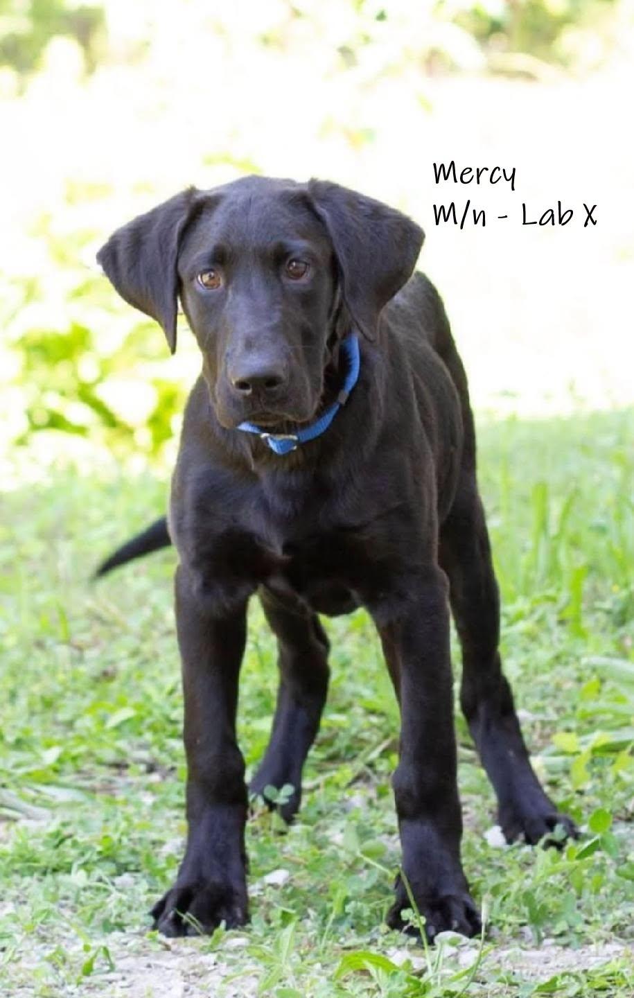 Enlarge Mercy, an adopted mixed breed in Chardon, OH image 1/1