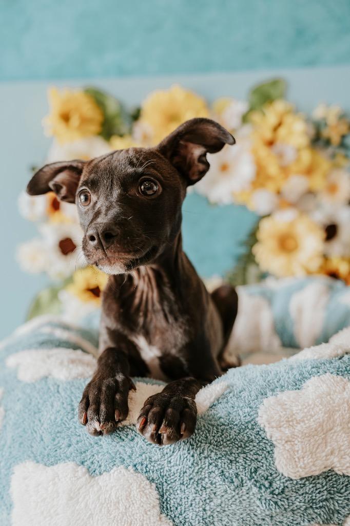 Lani, a Adoptable Mixed Breed in Newberg, OR image 1/6