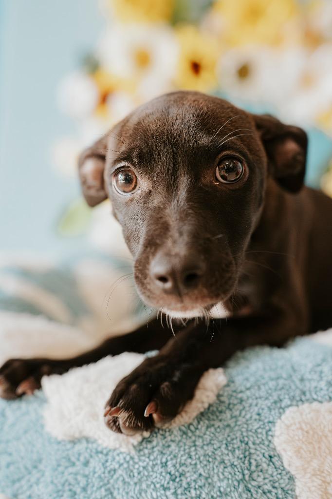 Lani, a Adoptable Mixed Breed in Newberg, OR image 2/6