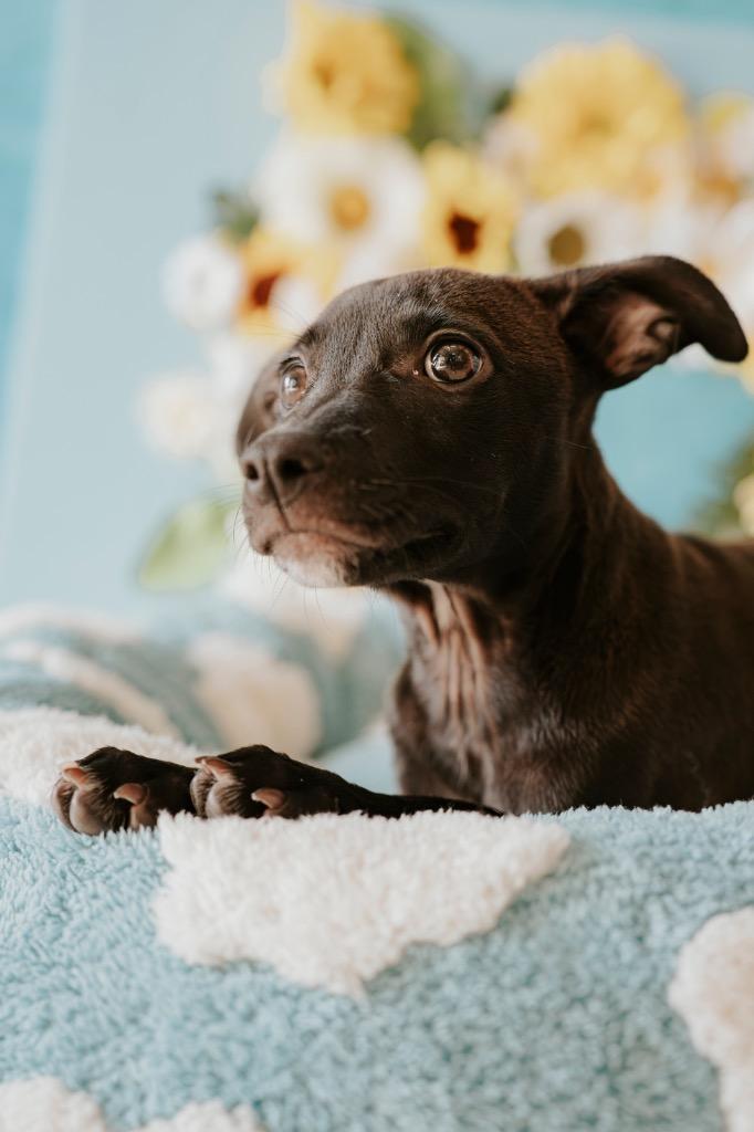 Lani, a Adoptable Mixed Breed in Newberg, OR image 3/6