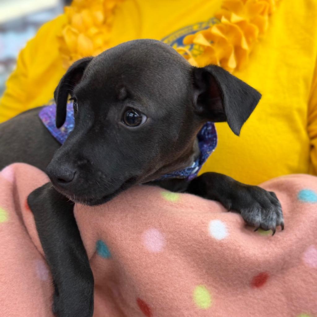 Lani, a Adoptable Mixed Breed in Newberg, OR image 4/6