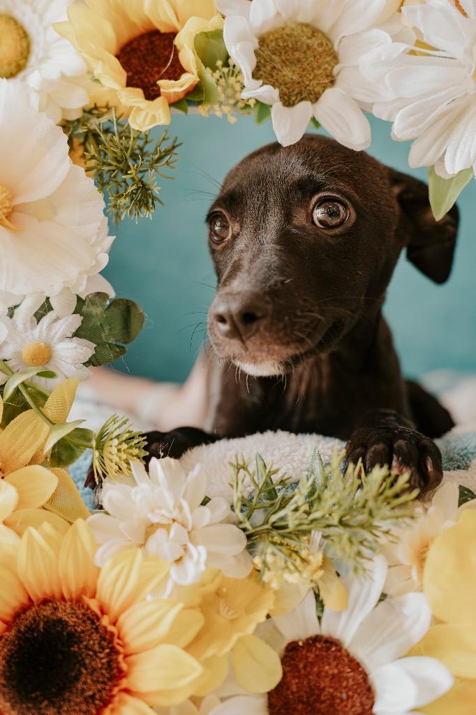 Lani, a Adoptable Mixed Breed in Newberg, OR image 5/6