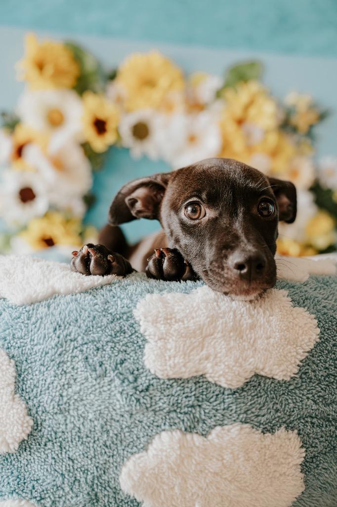 Lani, a Adoptable Mixed Breed in Newberg, OR image 6/6