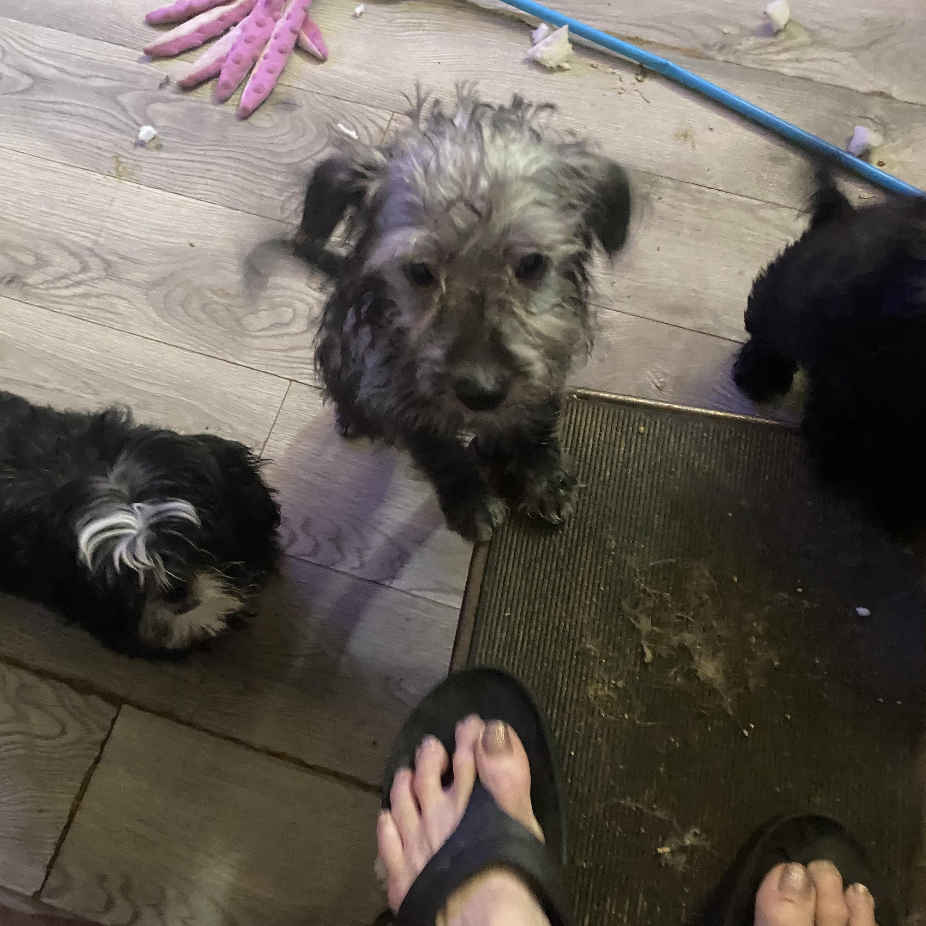 Pickles, ADOPTABLE, Puppy Male Morkie.