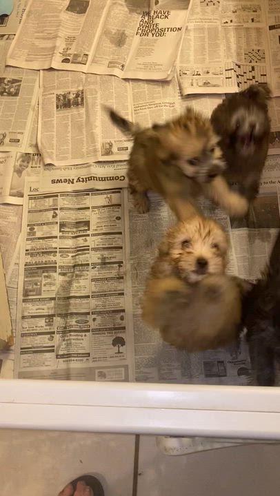 Enlarge Pickles, a ADOPTABLE Morkie in Moreno Valley, CA video 2/2