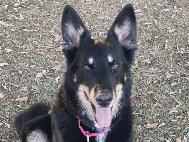 TRIXIE, Adoptable, Adult Female German Shepherd Dog.