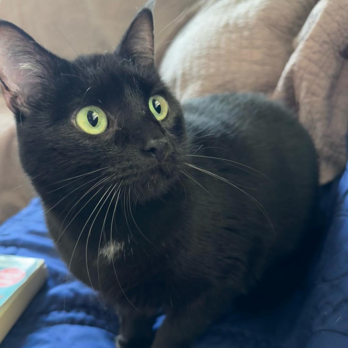 Enlarge Black Jack, a ADOPTABLE mixed breed in Omaha, NE image 2/2