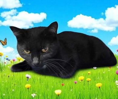 Leigh, Adoptable, Adult Female Domestic Short Hair.