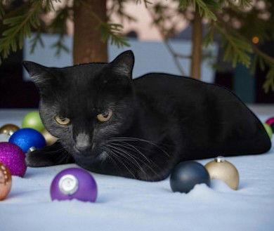 Leigh, a Adoptable Domestic Short Hair in Sullivan, IN image 2/2