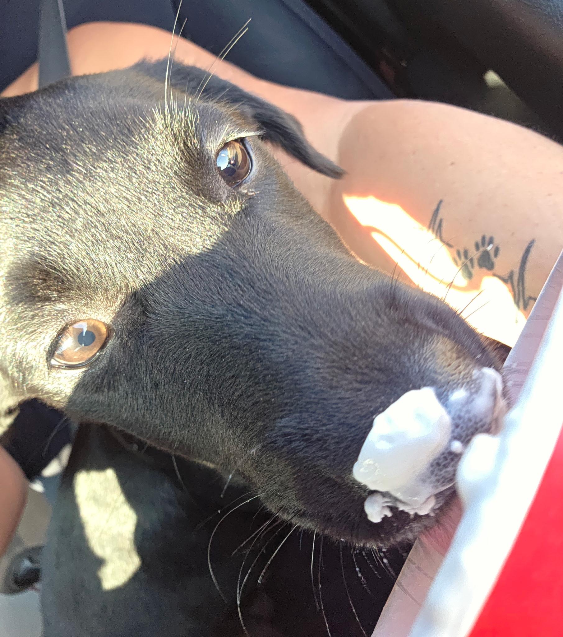 Enlarge Lizzy, a Adopted mixed breed in Jeffersonville, IN image 4/6