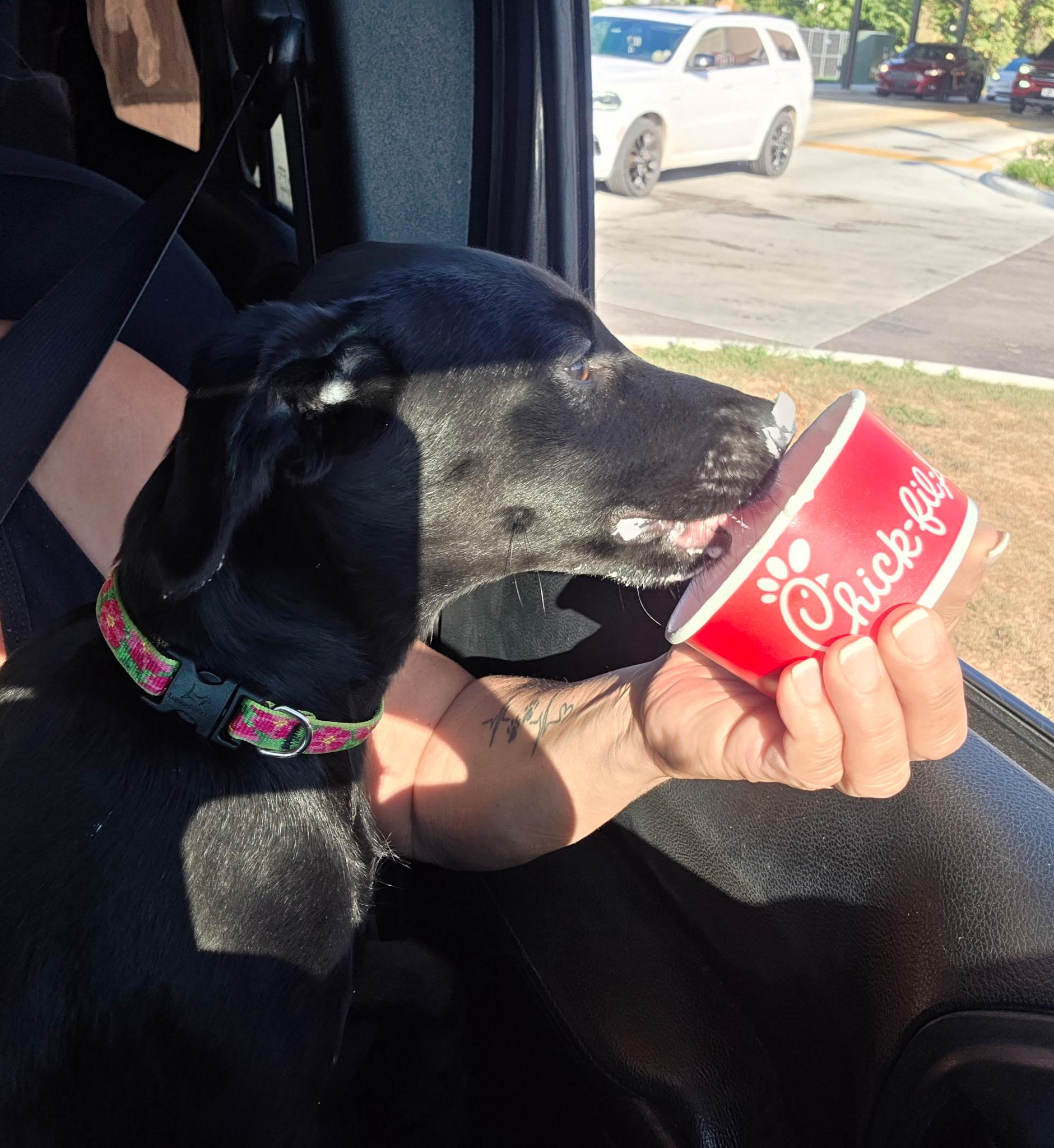 Enlarge Lizzy, a Adopted mixed breed in Jeffersonville, IN image 5/6