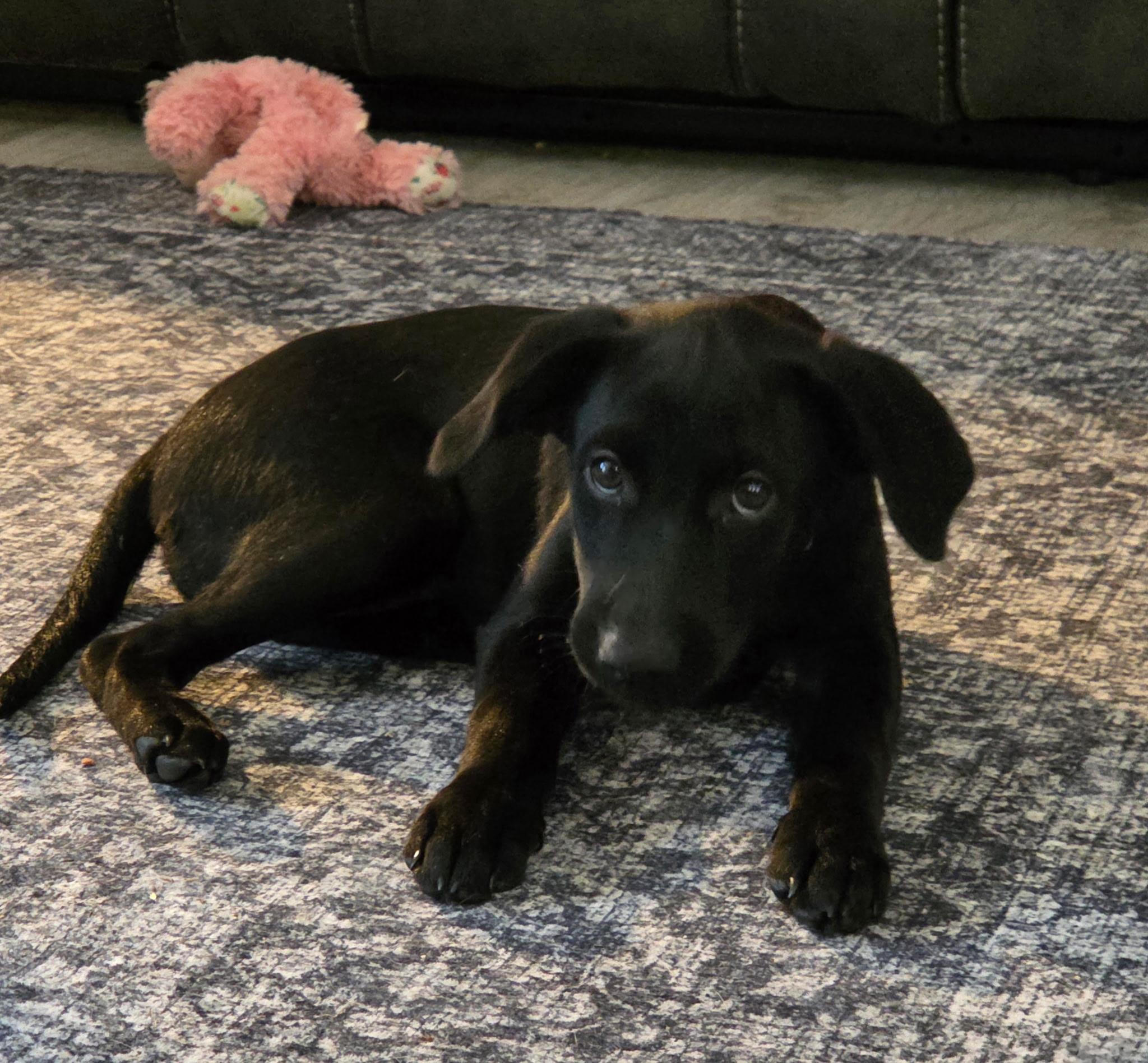 Enlarge Lizzy, a Adopted mixed breed in Jeffersonville, IN image 2/6