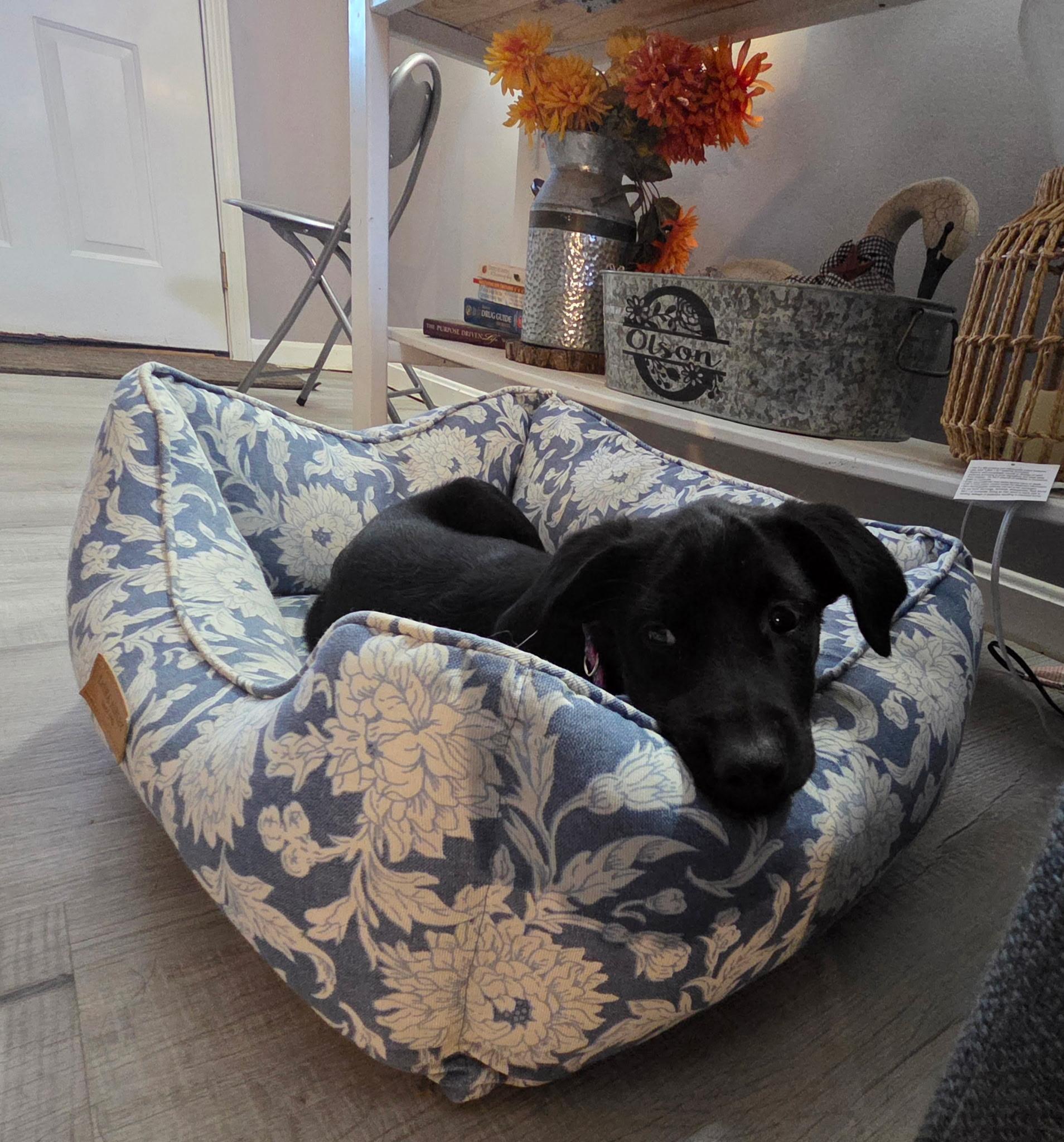 Lizzy, Adopted, Puppy Female Labrador Retriever.