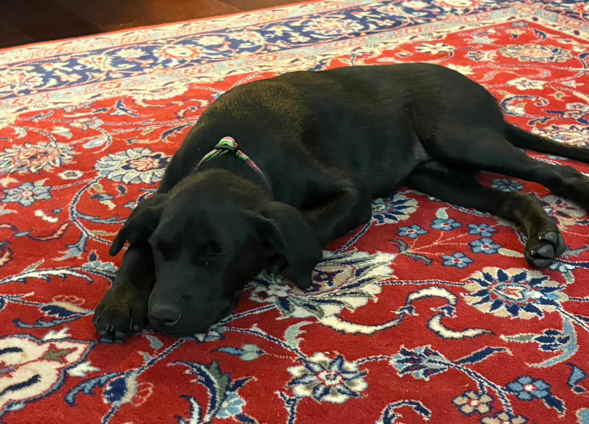 Enlarge Lizzy, a Adopted mixed breed in Jeffersonville, IN image 6/6