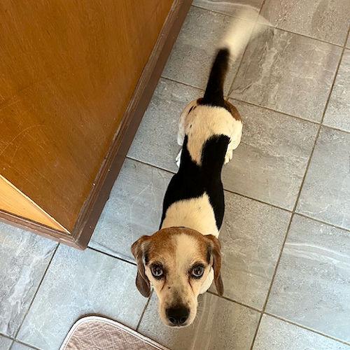 Enlarge Rosco, a ADOPTABLE Beagle in Wadsworth, IL image 6/6