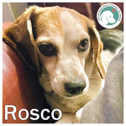 Rosco, ADOPTABLE, Adult Male Beagle.