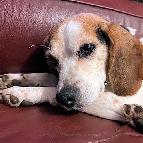 Enlarge Rosco, a ADOPTABLE Beagle in Wadsworth, IL image 3/6