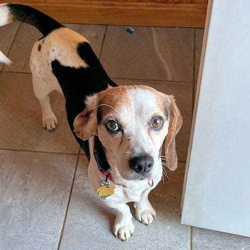 Enlarge Rosco, a ADOPTABLE Beagle in Wadsworth, IL image 2/6