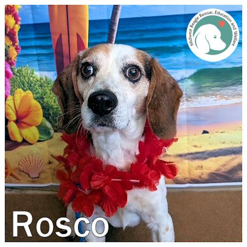 Enlarge Rosco, a ADOPTABLE Beagle in Wadsworth, IL image 1/6