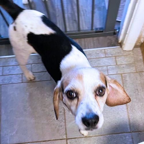 Enlarge Rosco, a ADOPTABLE Beagle in Wadsworth, IL image 4/6