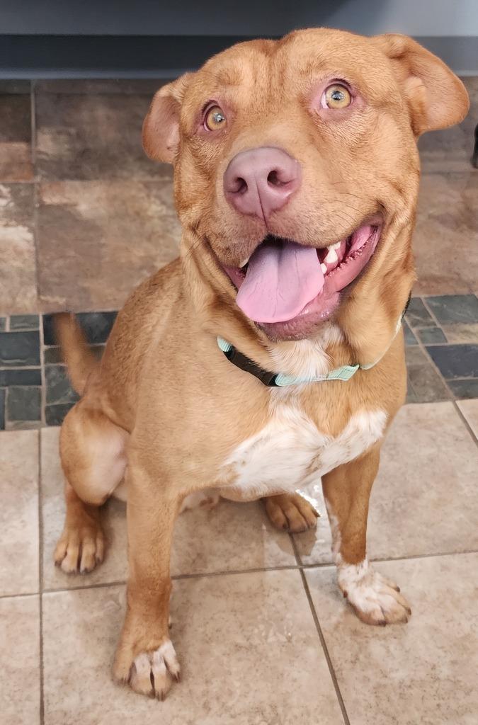 Enlarge Hickory, a Adoptable mixed breed in Cottonwood, AZ image 1/3