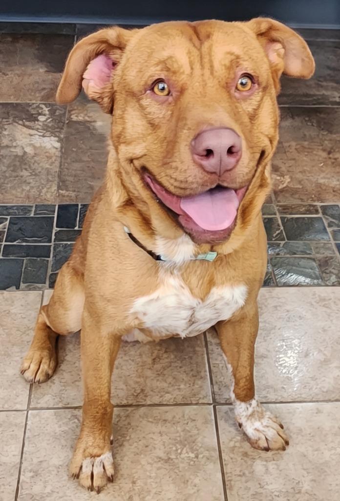 Enlarge Hickory, a Adoptable mixed breed in Cottonwood, AZ image 2/3