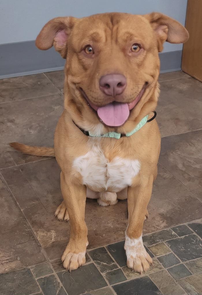 Enlarge Hickory, a Adoptable mixed breed in Cottonwood, AZ image 3/3