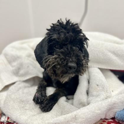 Jim Morrison, adopted, Young Male Miniature Poodle.