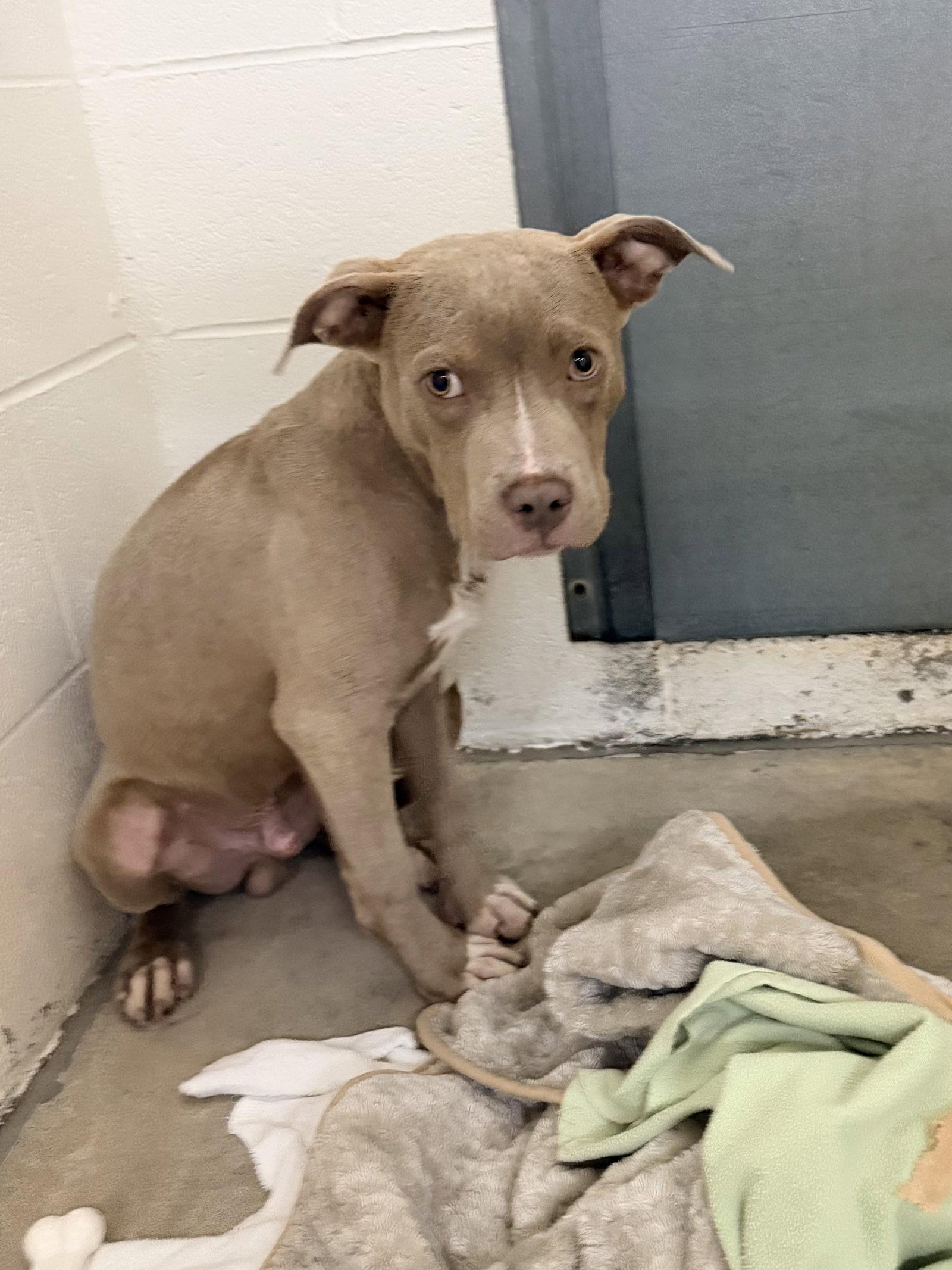 Azriel, a Adoptable Pit Bull Terrier in Sanford, NC image 1/3