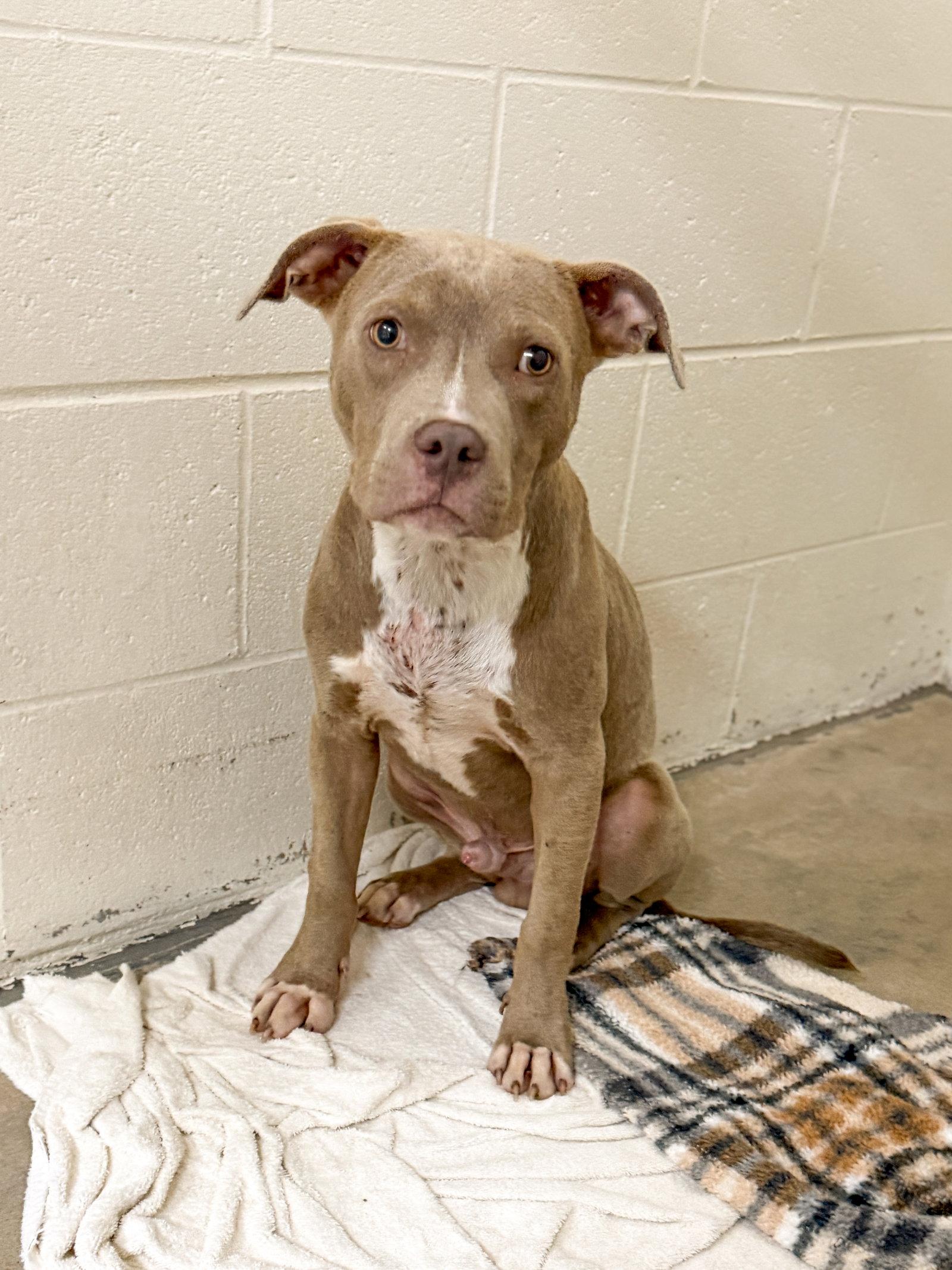 Azriel, Adoptable, Puppy Male Pit Bull Terrier.