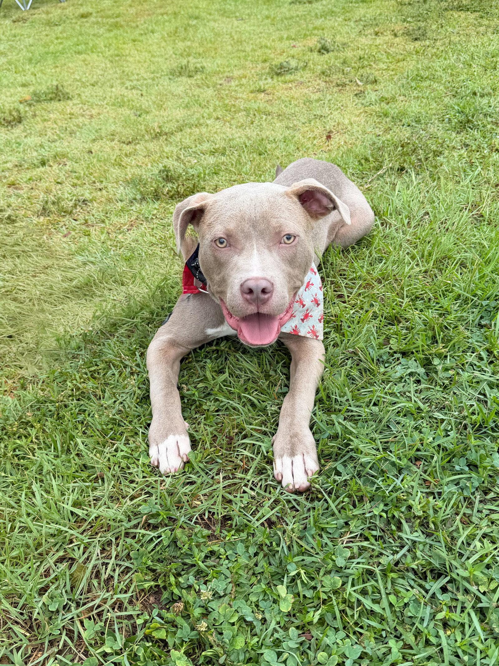 Enlarge Azriel, a Adoptable Pit Bull Terrier in Sanford, NC image 2/3