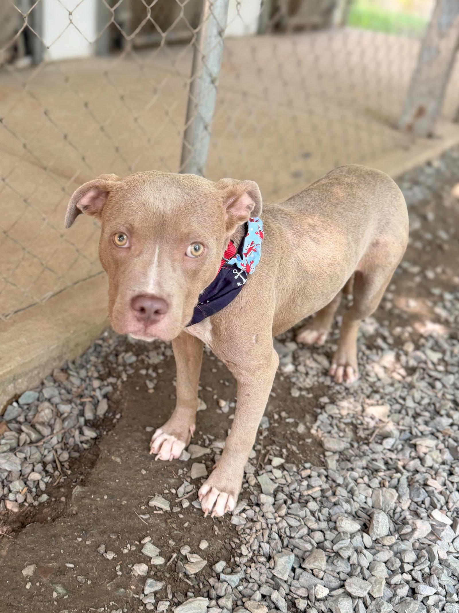 Enlarge Azriel, a Adoptable Pit Bull Terrier in Sanford, NC image 3/3